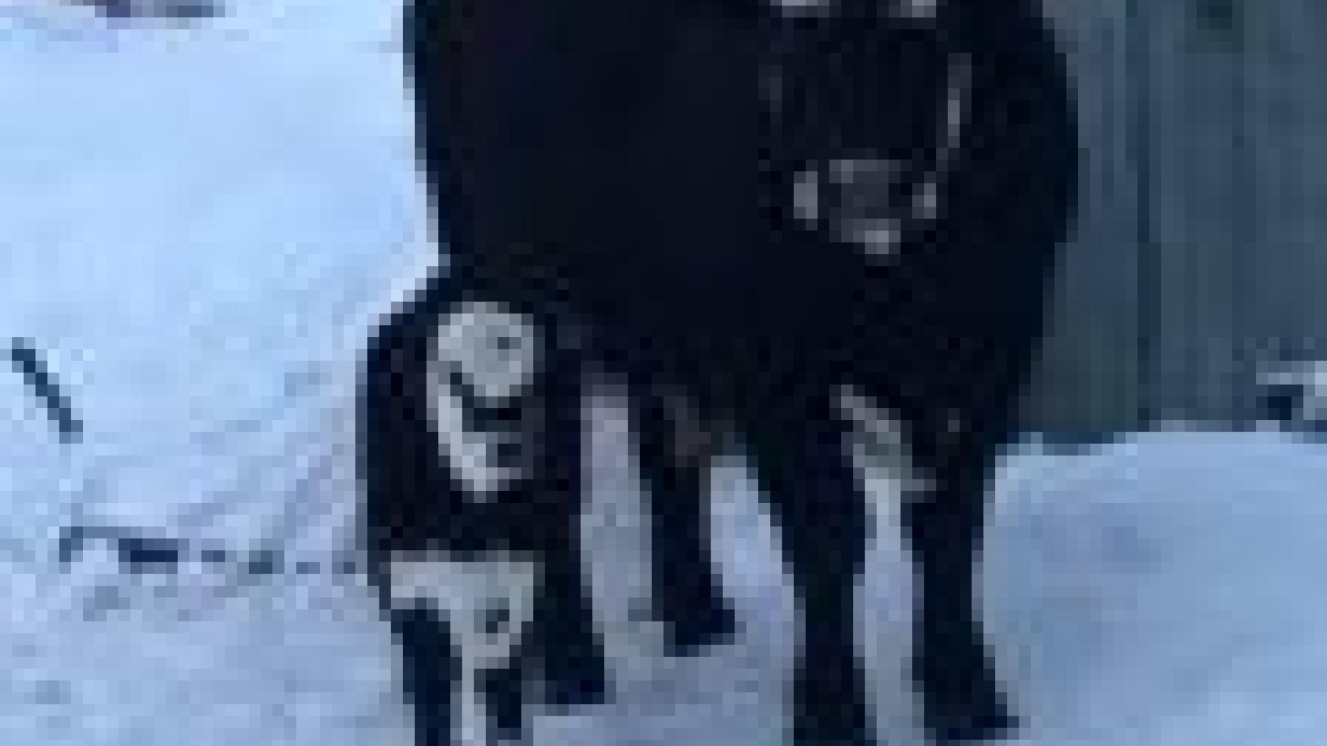Bull next to calf.