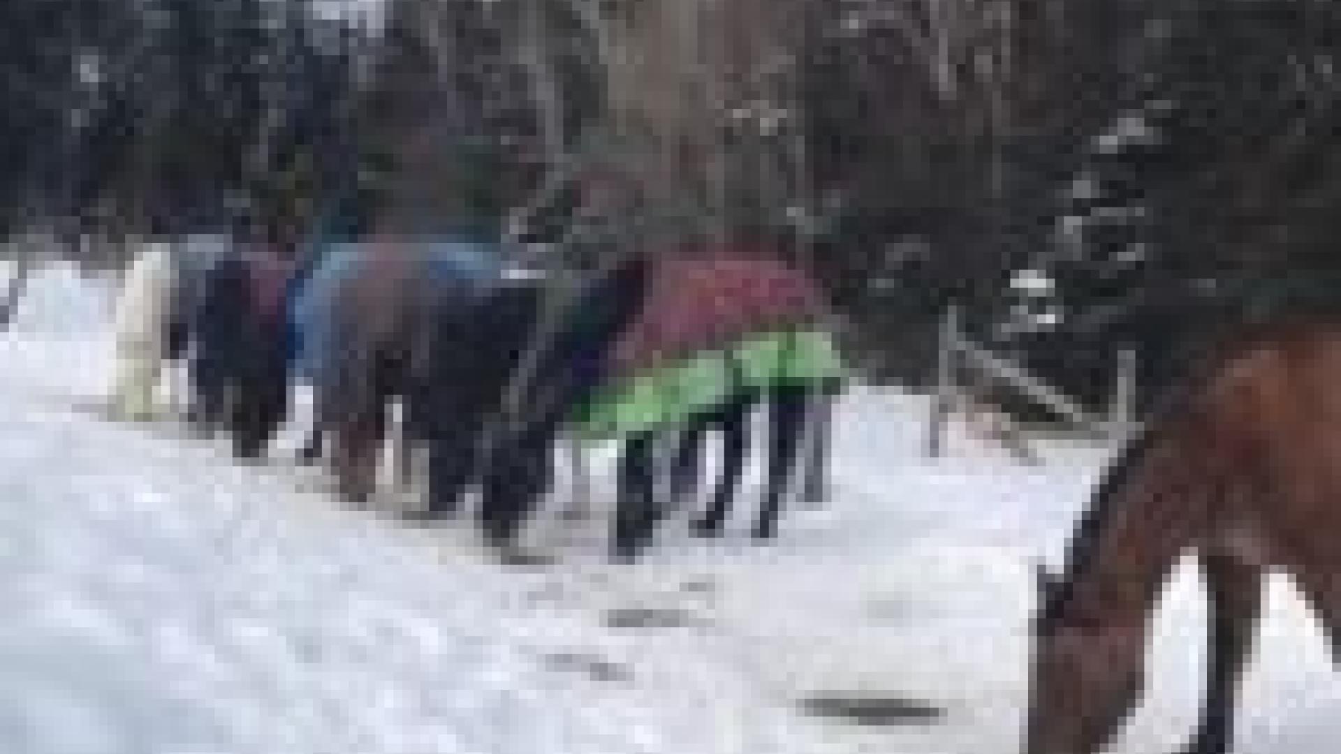 Horses grazing in the snow.