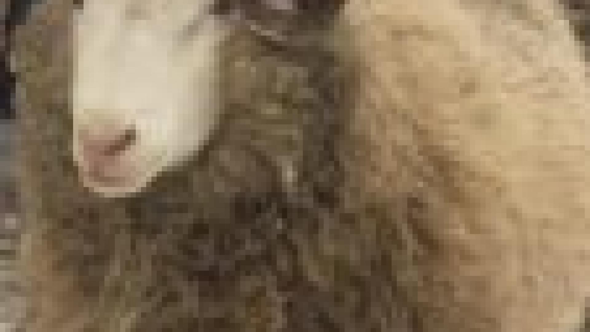 A very wooly sheep.