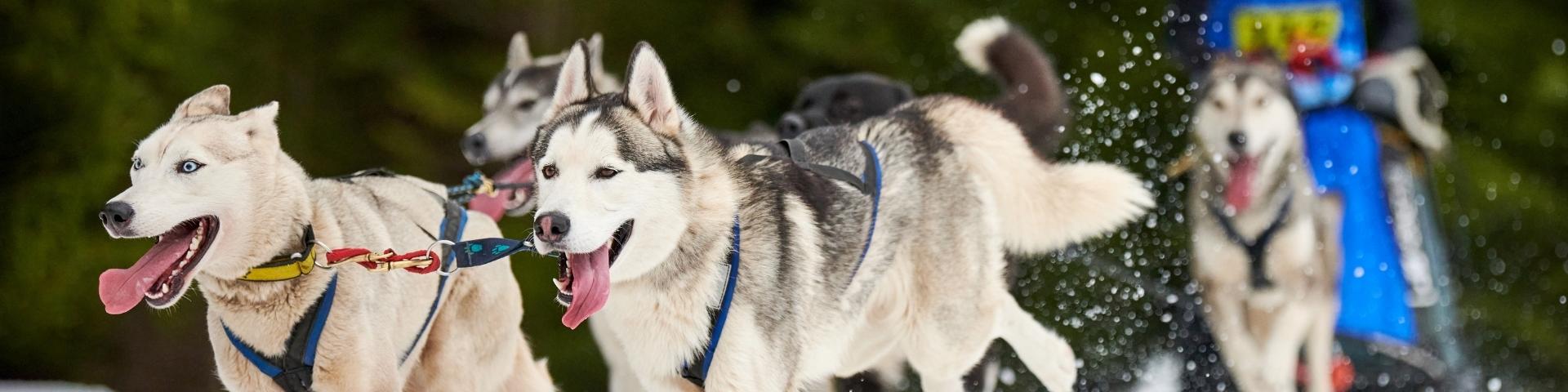 Kearney Dog Sled Races