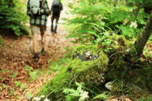 Two people walking on a hiking trail.