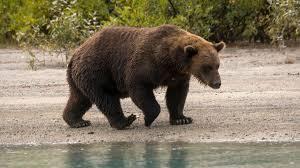 Brown bear strolling near shore.